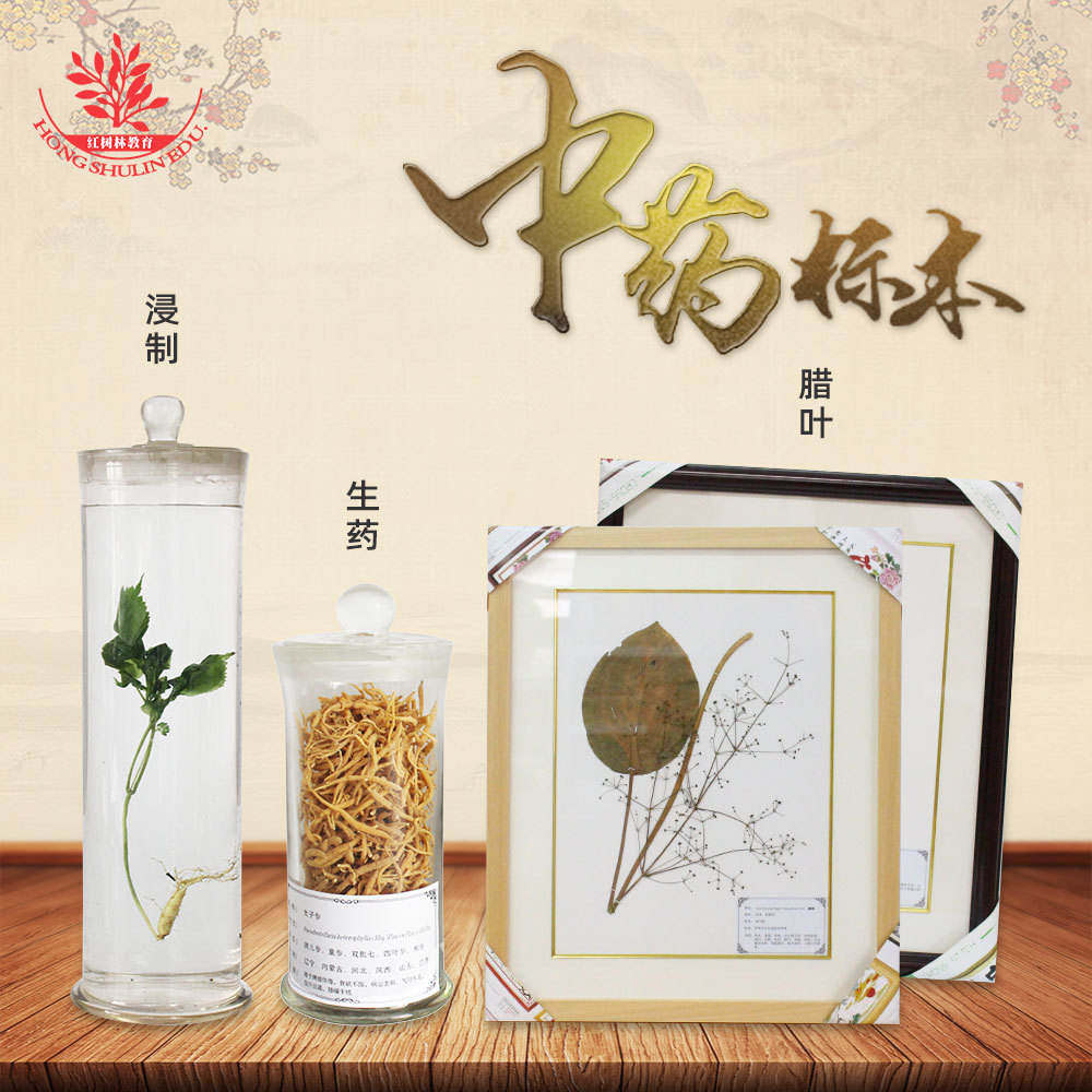 浸制标本人工采集中药用生药馆医院专用教学保色浸制蜡叶展览标本