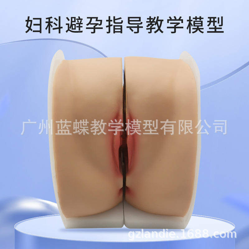宫颈生殖私密模型子宫阴道卵巢妇科检查生殖女性教学1比1软硅胶