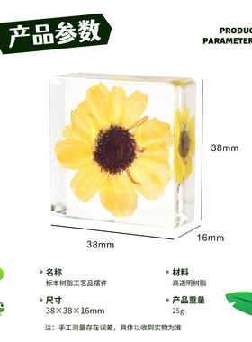 3.8#小方块真实植物草本四叶草绣花卉枫叶粮食球花昆虫海洋标本