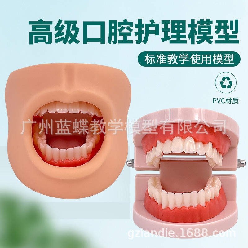 保健大牙护理高级模型脸颊口腔护理模型(带自然)有舌头