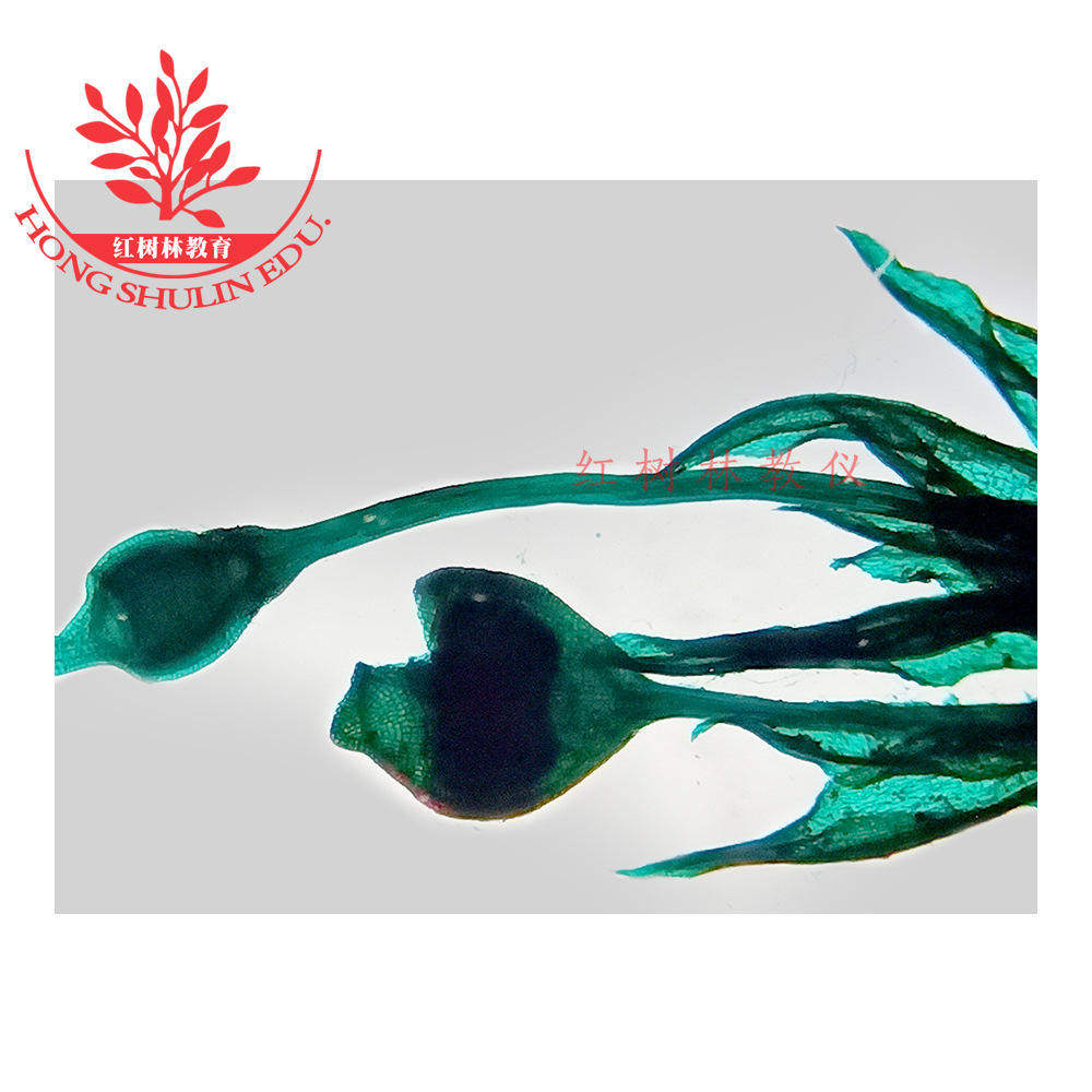 标本清晰生物切片教学套装苔藓类植物生活史教学套装实验教学标本