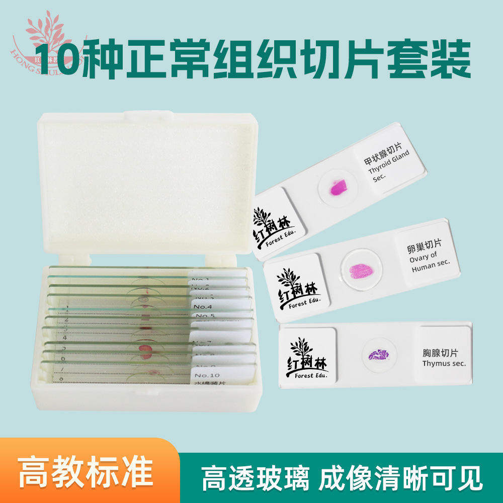 内分泌系统显微胰腺标本卵巢玻片胸腺脑垂体医学学习切片标本基础