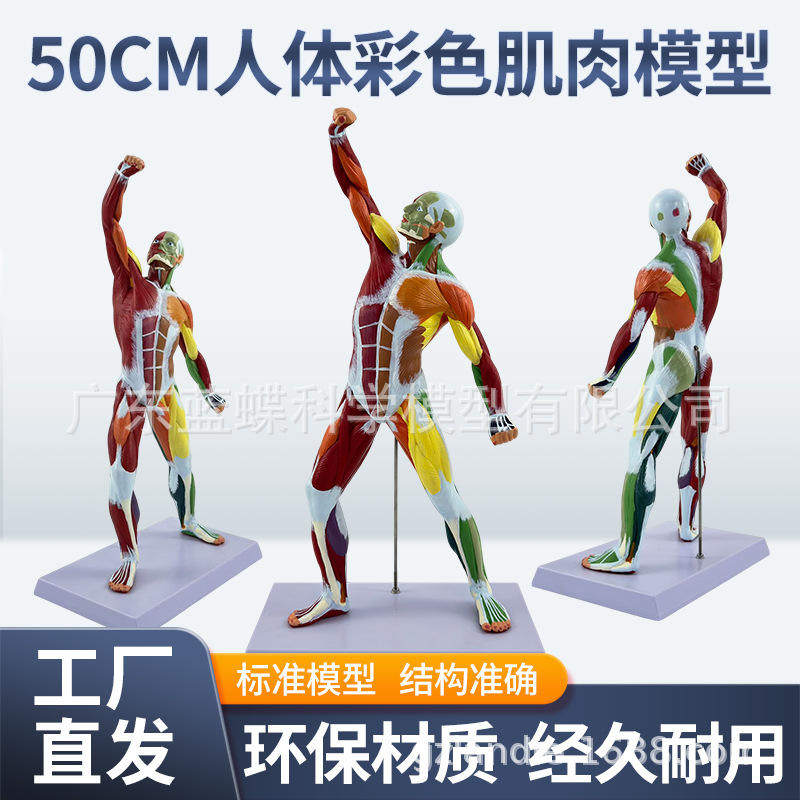 彩色50CM浅层肌肉解剖模型教学仿真肌肉人体运动全身浅层解剖标本