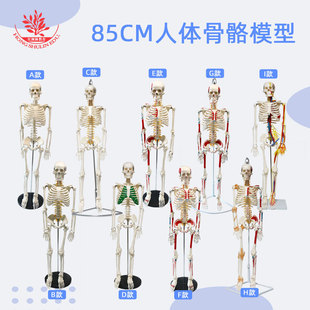 PVC材质人体骨骼模型教学用骨架标本多规格骨科医用85cm骨架标本