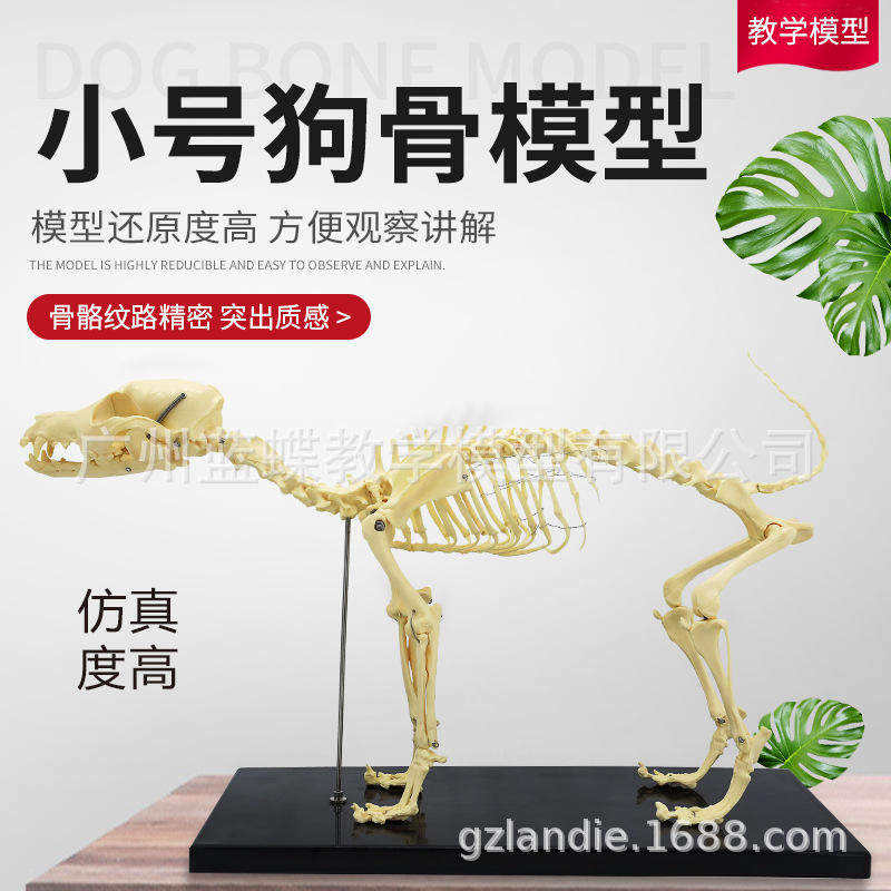 解剖关节模型犬关节犬关节动物狗宠物狗犬骨架狗骨架狗骷髅骨骼