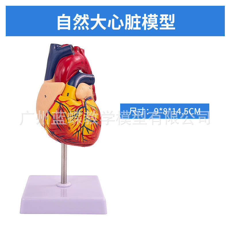 1:1人体心脏解剖医学B超彩超心脏医学拆卸模型自然大心脏教学