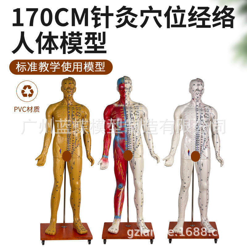 成人人体穴位解剖半肌肉针灸解剖肌肉170模型1:1经络解剖
