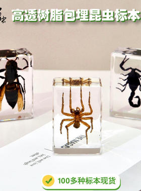 千年虫树脂滴胶昆虫动物100多种儿童蜘蛛甲虫蝎子研学摆件手工