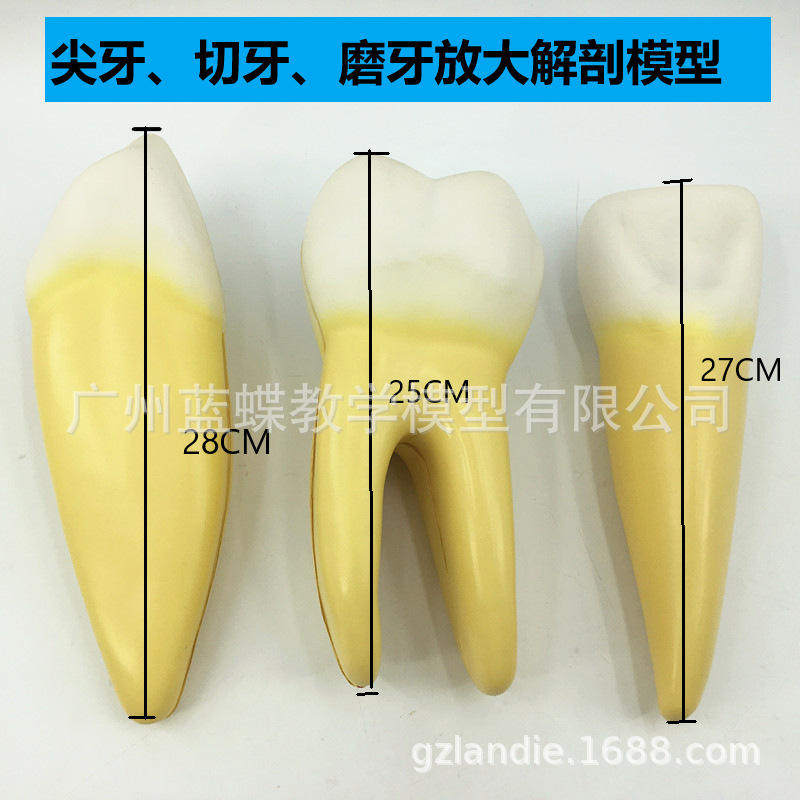 人体牙齿正常模型3只一套磨牙切牙放大正常尖牙牙齿教学模型