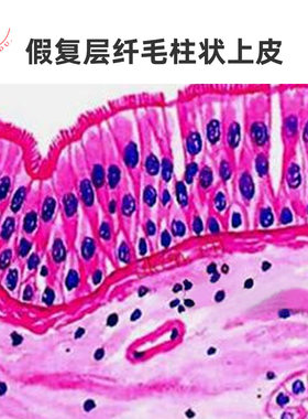 上皮组织生理标本玻片清晰HE染色医学科学正常人体显微结构学切片