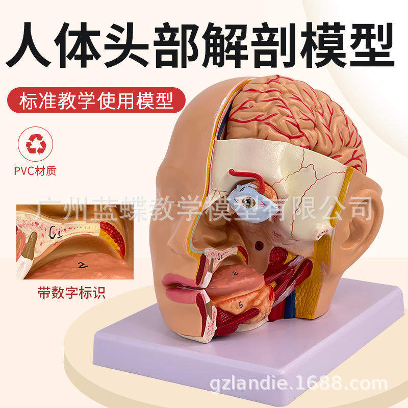 头部附脑模型脑部人体动脉解剖脑部口腔鼻咽喉头部颅脑外科脑