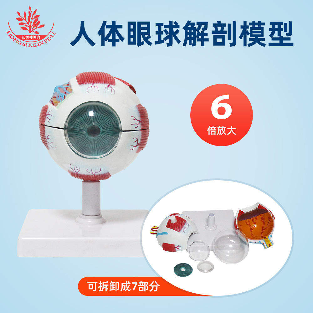 眼球解剖模型7部件晶状体6倍视网膜放大眼科配镜眼睛弱视散光教学