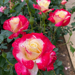 红双喜月季花苗大苗大花浓香品种月季苗阳台庭院绿植盆栽花园花卉