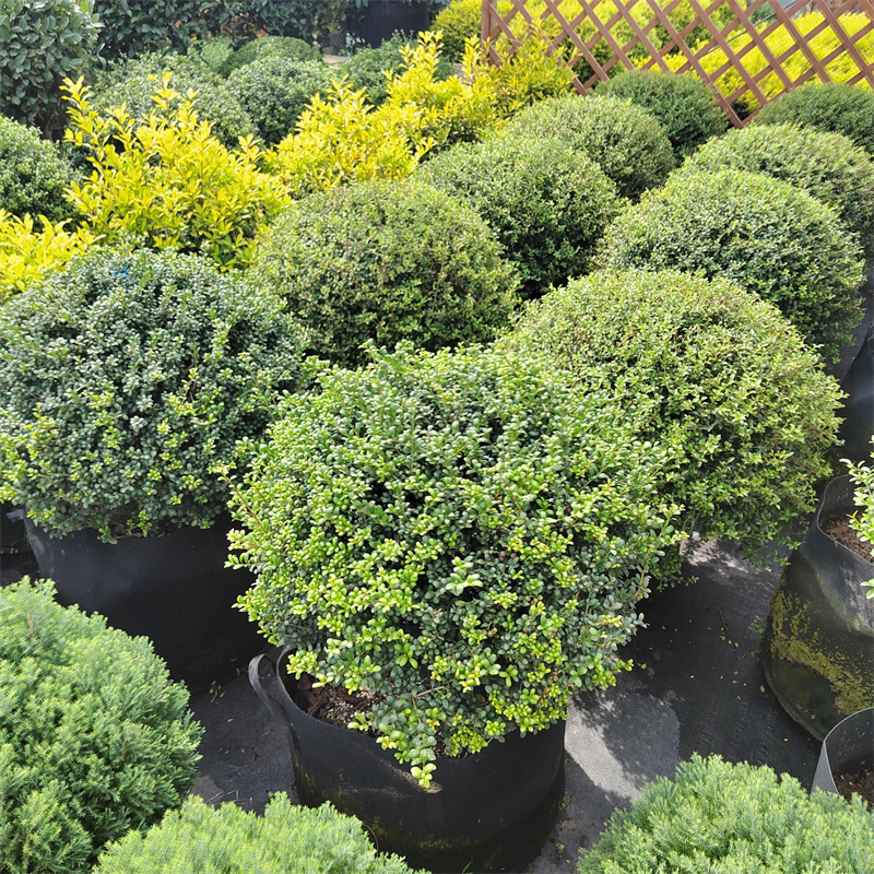 龟甲冬青球树苗别墅庭院耐寒四季常青齿叶绿化风景树球型花镜植物