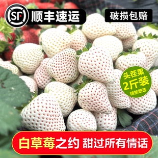 安徽白雪公主草莓建德白露高海拔生态种植超甜草莓装新鲜水果顺丰