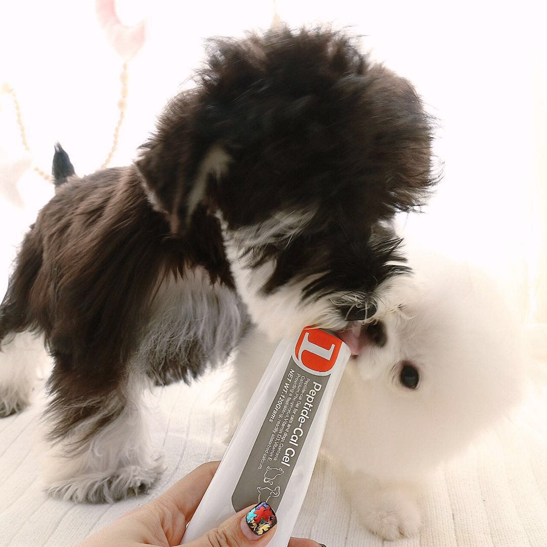 它们巨爱吃的补钙产品~红狗肽钙膏宠物营养膏猫狗狗钙片液体钙