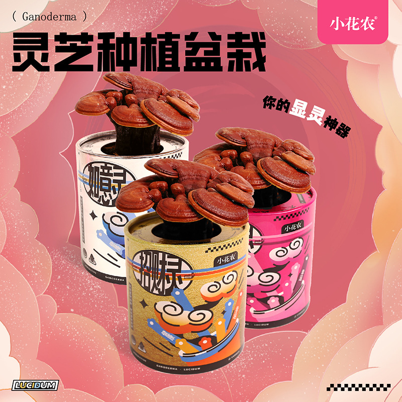小花农灵芝灵种植盆栽绿植趣味种植桌面办公室摆件儿童礼
