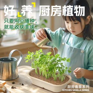玩具伴手 儿童蔬菜种植小盆栽种子幼儿园植物生长观察实验套装