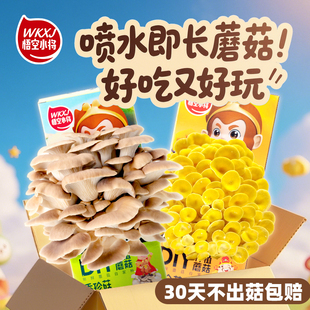 室内阳台学生小盆栽蘑菇种苗 悟空小将儿童科学DIY蘑菇种植包四季