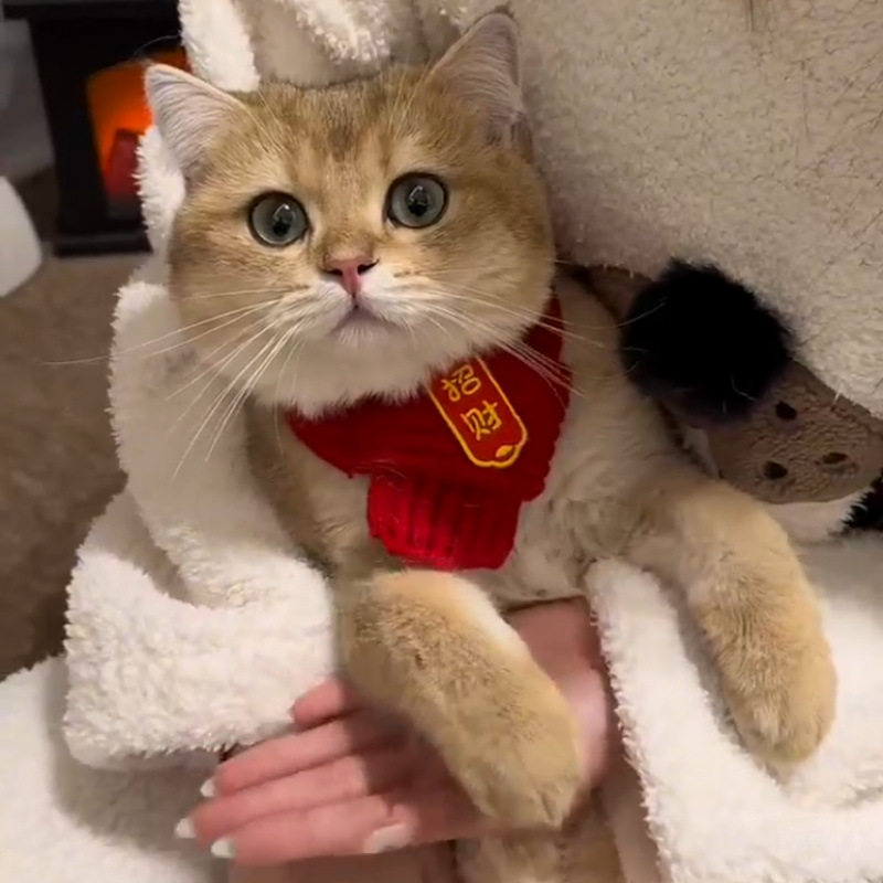 【中国风】猫咪狗宠物围脖针织保暖红色围巾 好寓意创意手工围脖