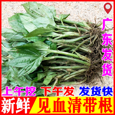 新鲜见血清草药鲜货现挖现发