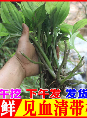 新鲜见血清草药鲜货现挖现发