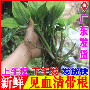 新鲜见血清草药中草药材云南贵州四川重庆中药羊耳蒜见血青苗盆栽