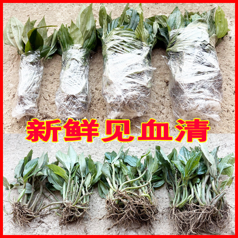 见血清草药新鲜中药材健建血清带根种苗种植盆栽用或药用下单可选