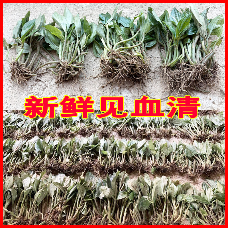 见血清草药新鲜中药材健建血清带根种苗种植盆栽用或药用下单可选