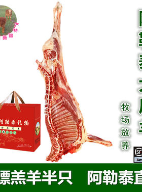 阿勒泰大尾羊草膘羔羊肉阿勒泰发