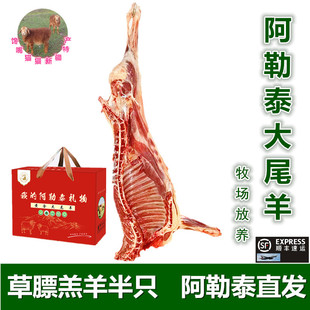 新疆羊肉新鲜阿勒泰大尾寒羊羔羊半只牧场放养香嫩不膻阿勒泰直发