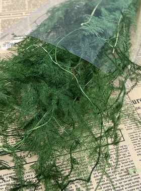 文竹干花深绿色文竹永生花云竹