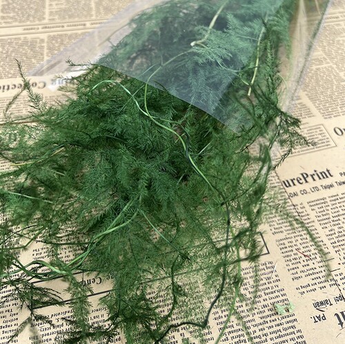 文竹干花深绿色文竹永生花云竹