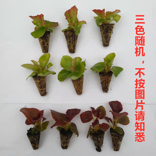 包邮 花卉穴盘苗 单瓣小苗10株 四季 家庭阳台庭院花卉盆栽 海棠