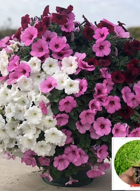 矮牵牛 花苗盆栽好养易活易爆盆阳台庭院花卉绿植