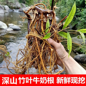 深山鲜牛奶根500g竹叶白花炖汤