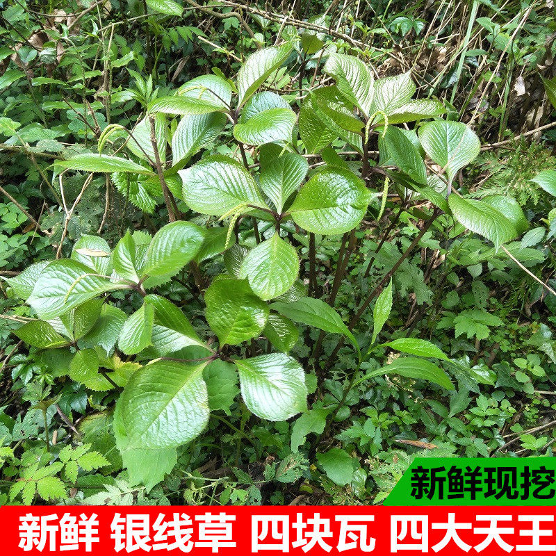 深山银线500g四块中草药细辛