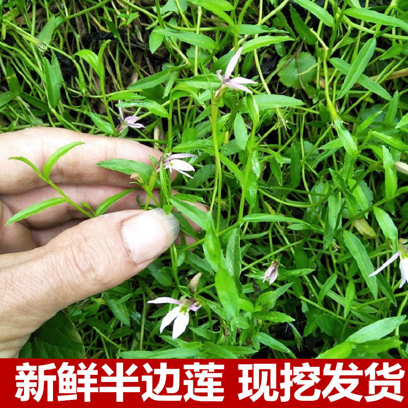 现采中草药新鲜半边莲盆栽蛇利草生半边菊细米舌草500g泡茶