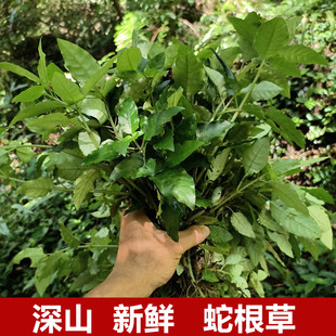 深山新鲜蛇根草雪里梅散血草雪里开花阴蛇风岩泽兰地红草钻地风