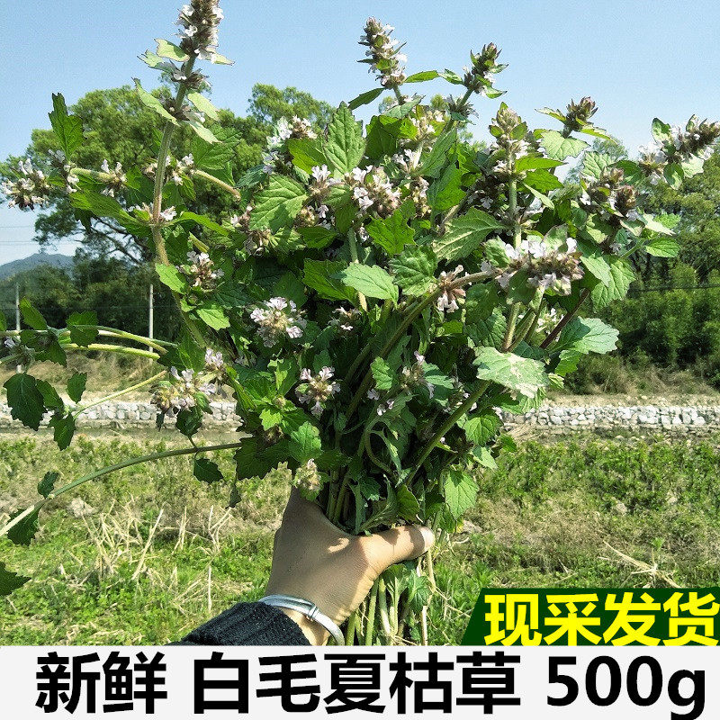 新鲜白毛夏枯草500g散血