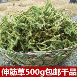 伸筋草500g包邮干品高山百部