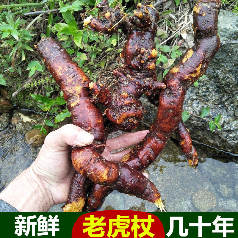 深山新鲜虎杖根500g中草药土大黄大接骨酸筒杆斑杖根黄地榆花斑竹