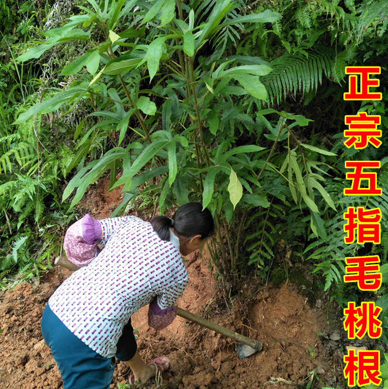 正宗新鲜五指毛桃根500g煲汤料滋补七指毛桃牛奶根土黄芪