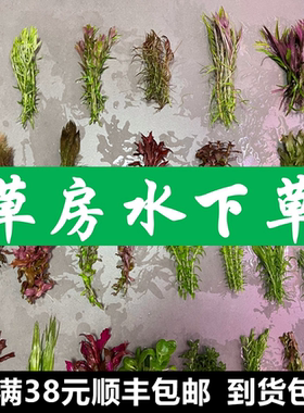 荷兰景水下草血宫廷矮珍珠红丁香阳性水草阴性水草水下叶红色水草