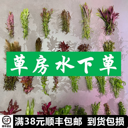 工作室自养水下草水草