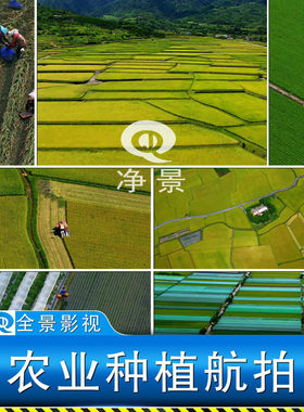 农业经济大米种植水稻插秧现代机械收割稻田绿色航拍镜头视频素材