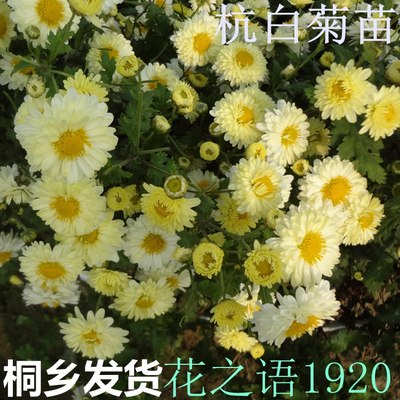 桐乡杭白菊苗土菊苗可盆栽地栽