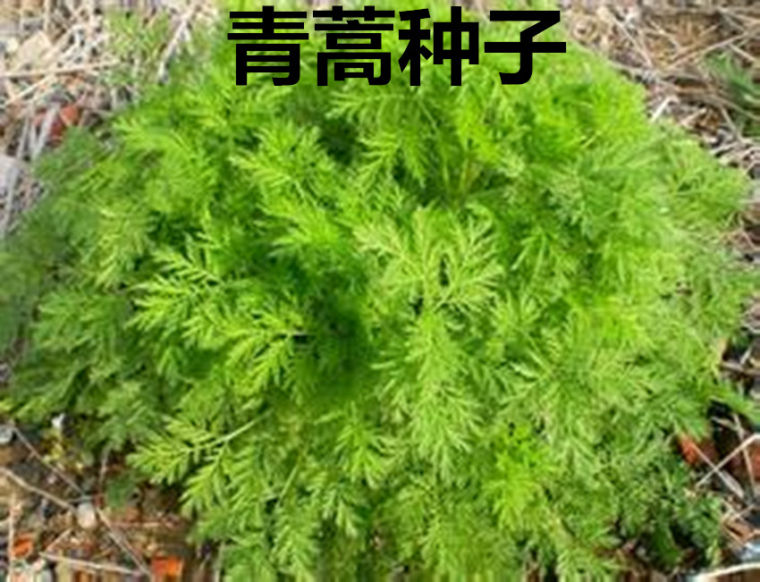 新采青蒿种子 野生青蒿种子 草蒿种子 香蒿种子 苦蒿