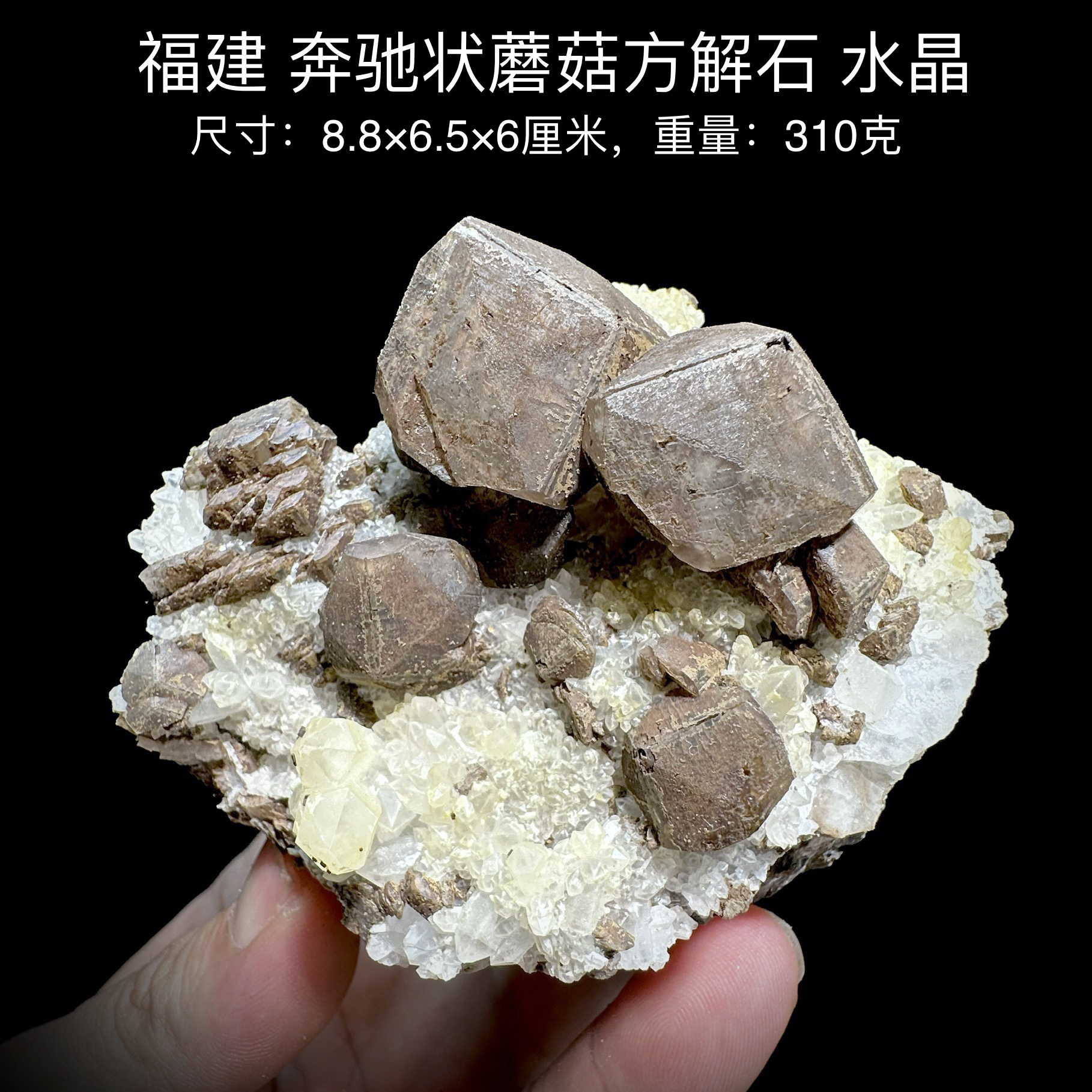 福建奔驰状蘑菇方解石水晶 天然矿物晶体标本矿石原石收藏摆件d26