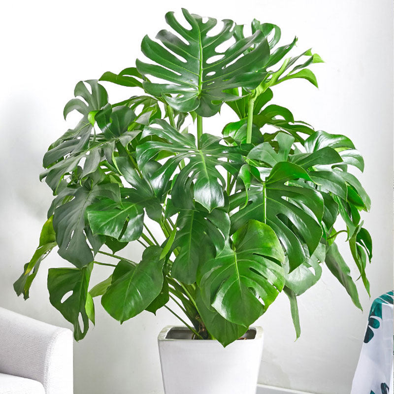 植物盆栽室内绿植好养金钻水培盆景防辐射客厅盆栽花卉大全除甲醛